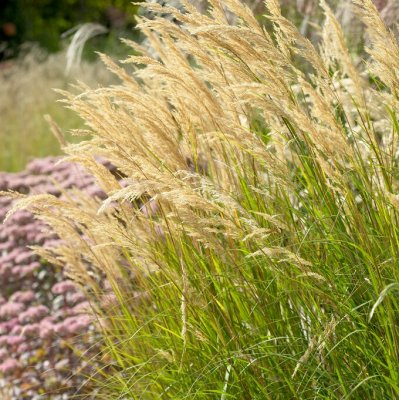 Achnatherum calamagrostis (Stipa), Silvergräs