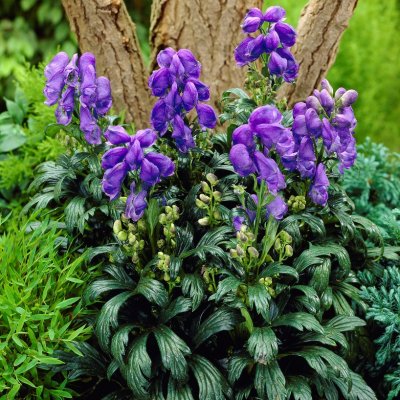 Aconitum carmichaelii, Oktoberstormhatt, P11cm