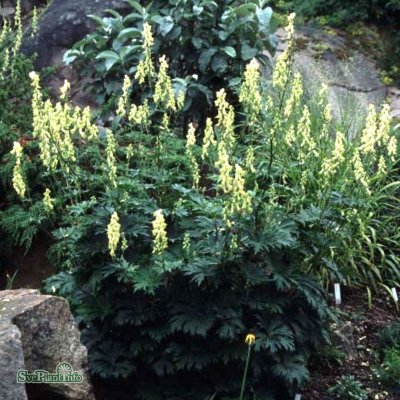 Aconitum lycoctonum (vulparia), Alpstormhatt, P9cm