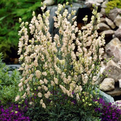 Aconitum napellus Rubellum, Äkta Stormhatt, P11cm
