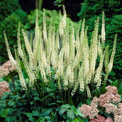 Actaea cordifolia, Spjutsilverax, SQ1
