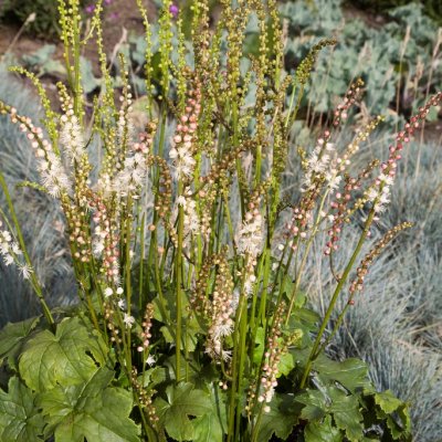 Actaea japonica Cheju-do, Japansk Silverax, P11cm