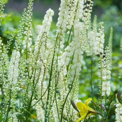 Actaea racemosa, Läkesilverax, SQ1