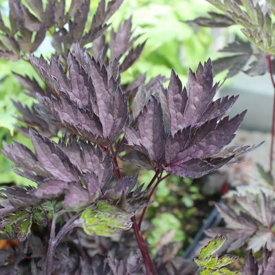 Actaea simplex Black Beauty, Höstsilverax, P11cm