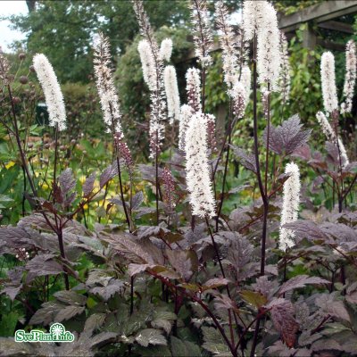 Actaea simplex Brunette, Höstsilverax, C13cm