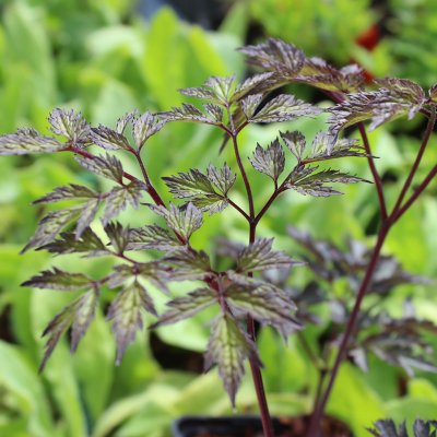 Actaea simplex Carbonella ® , Höstsilverax