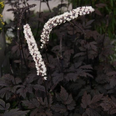 Actaea simplex Pink Spike, Höstsilverax