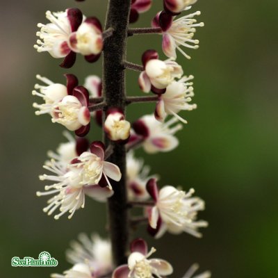 Actaea simplex Pink Spike, Höstsilverax, C13cm