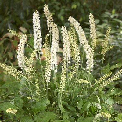 Actaea simplex White Pearl, Höstsilverax