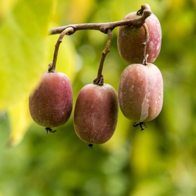 Actinidia arguta Geneva, Minikiwi / Krusbärsaktinidia