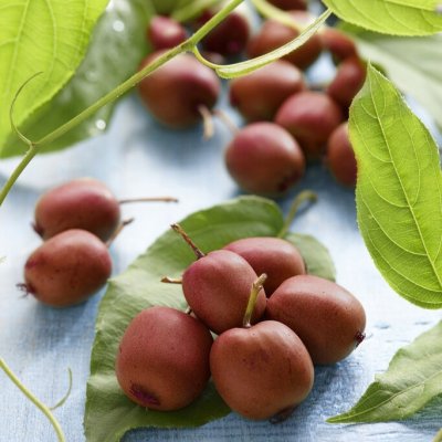 Actinidia arguta Ken´s Red & Weikii