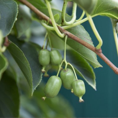 Actinidia arguta Super Issai