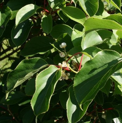 Actinidia arguta Tage, Minikiwi / Krusbärsaktinidia, C5