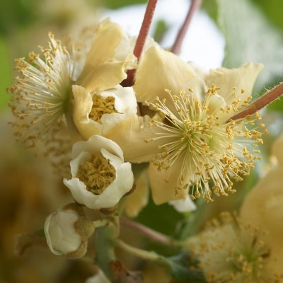 Actinidia deliciosa Atlas