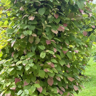 Actinidia kolomikta