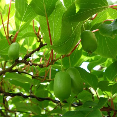 Actinidia arguta Tina, Minikiwi / Krusbärsaktinidia