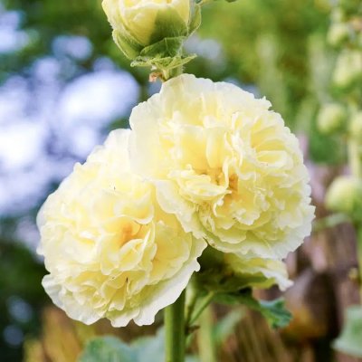 Stockros Queeny Yellow