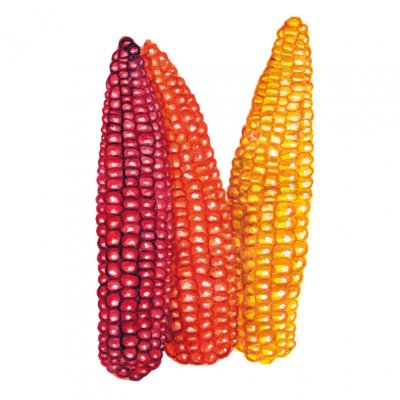 Majs, Mjöl-, Cascade Ruby Gold