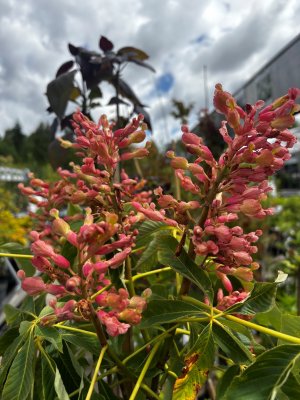 Aesculus pavia Purple Spring