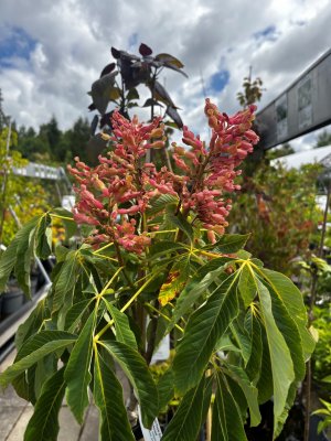 Aesculus pavia Purple Spring2