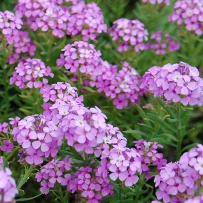 Aethionema armenum Warley Rose, Klippört