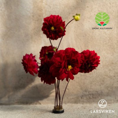 Dahlia Dekorativ Liseberg Röd 1st