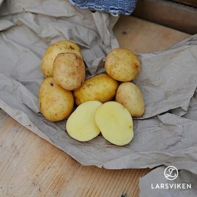 Sättpotatis Acoustic 1kg