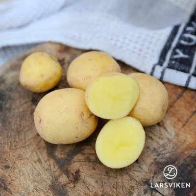 Sättpotatis Paris
