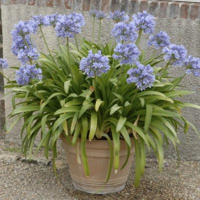 Agapanthus africanus, Afrikas blå lilja