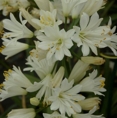 Agapanthus hybr. Double Diamond ®, Afrikas vita lilja, P9cm
