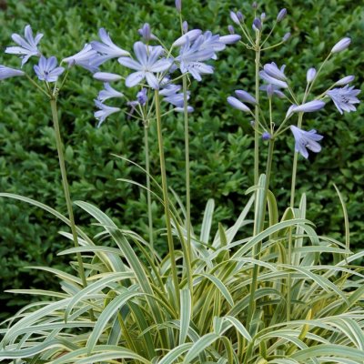 Agapanthus hybr. Golden Drop, Afrikas blå lilja, P9cm