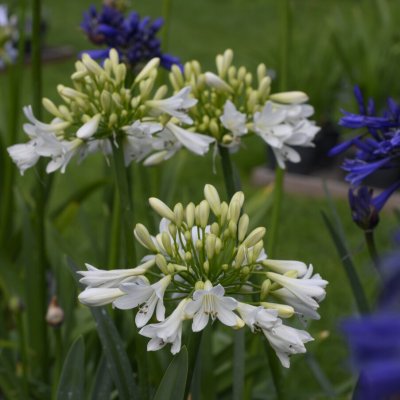 Agapanthus hybr. Arctic Star