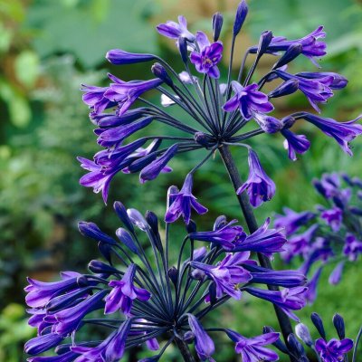 Agapanthus hybr. Back in Black ®, Afrikas blå lilja