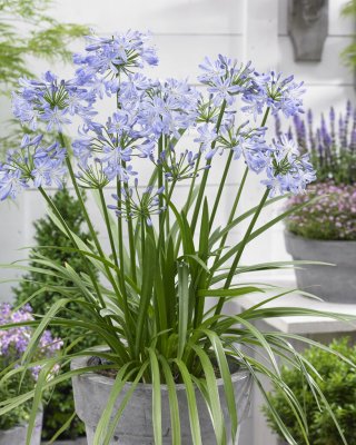 Agapanthus hybr. Little Dutch Blue, Afrikas blå lilja, P9cm
