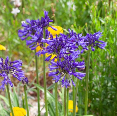 Agapanthus hybr. Navy Blue, Afrikas blå lilja, P9cm
