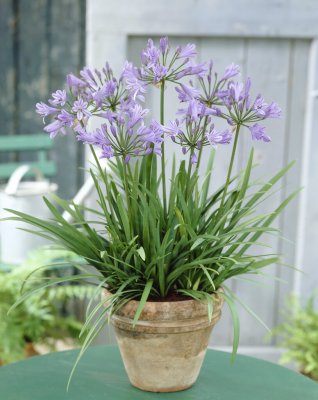 Agapanthus hybr. Peter Pan, Afrikas blå lilja