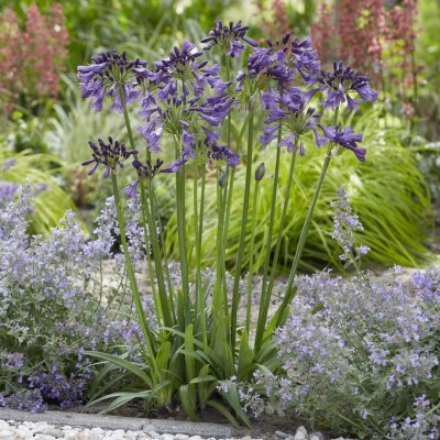 Agapanthus hybr. Poppin Purple ®, Afrikas blå lilja