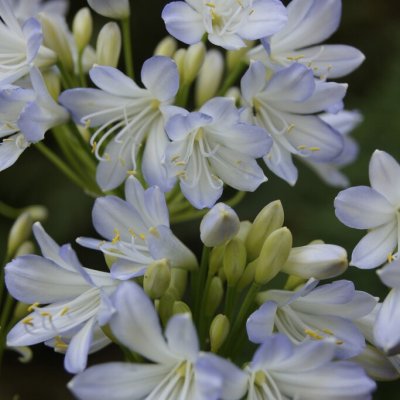 Agapanthus hybr. Silver Baby, Afrikas blå lilja