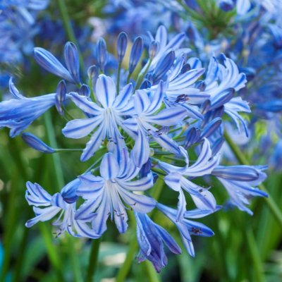 Agapanthus hybr. Moonlight Star ®, Afrikas blå lilja