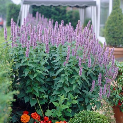 Agastache hybr. Blue Fortune, Anisisop, stickling 3-pack
