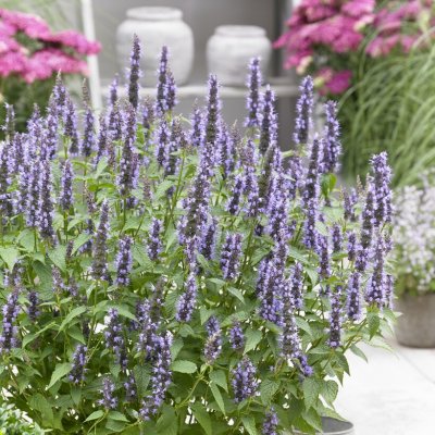 Anisisop, Stickling 3-pack
