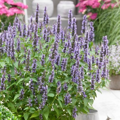 Agastache rugosa Little Adder, Koreansk Anisisop, C11cm