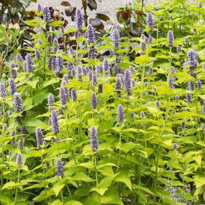 Agastache rugosa Golden Jubilee, Koreansk Anisisop