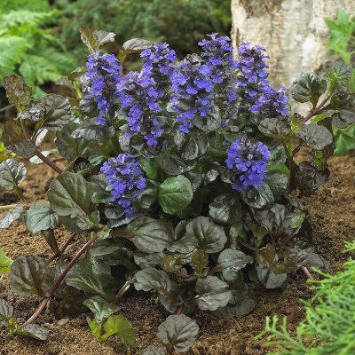 Ajuga reptans Black Scallop ®, Revsuga