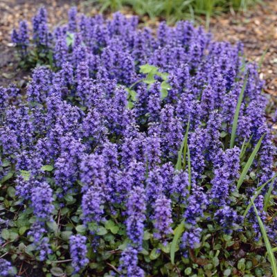 Ajuga reptans Catlin´s Giant, Revsuga