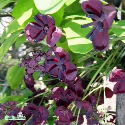 Akebia quinata, Fembladig Akebia, 70-80 C2,5