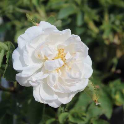 alba Alba Maxima (Alba Plena), Jungfruros/Klätterros, barrot 1st