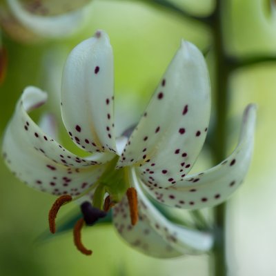 Lilium martagon Albi Morning, Krollilja, P11cm