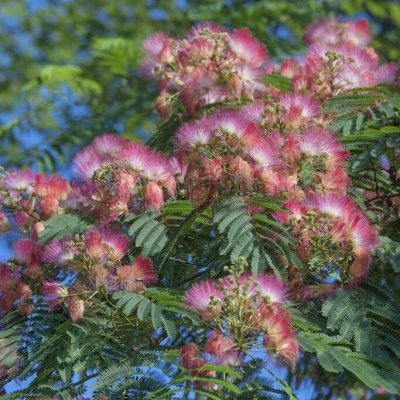 Albizia julibrissin Rosea, Silkesträd