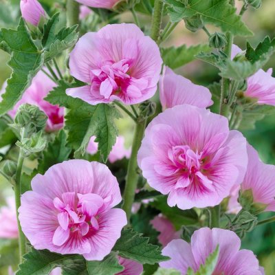 Alcalthaea suffrutescens Parkrondell, Stockmalva, P9cm